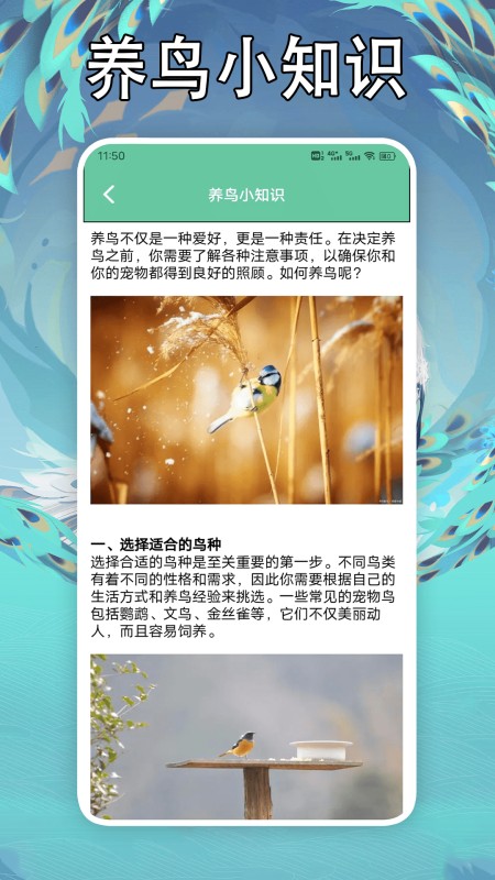 孤独的鸟