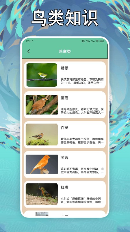 孤独的鸟