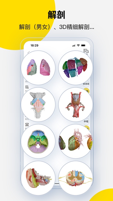 3Dbody解剖