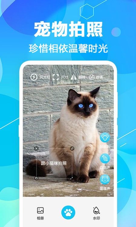 猫语翻译pet