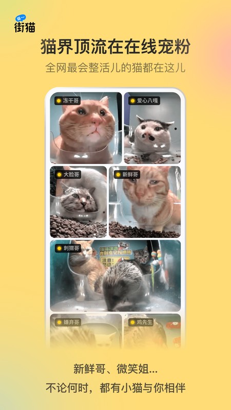 街猫
