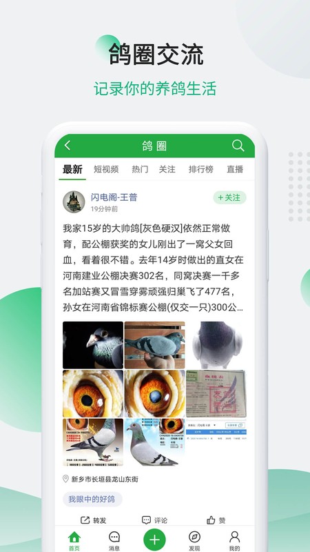 中国信鸽信息网